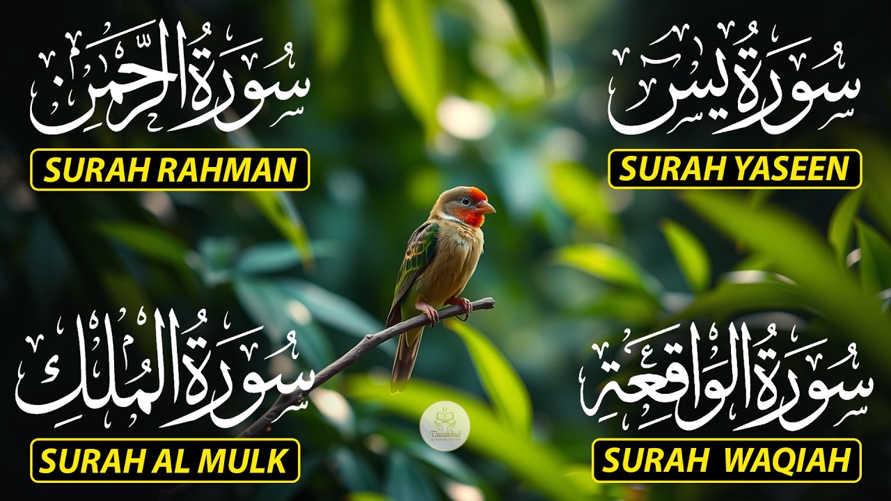 Magical Recitation Surah Yaseen (Yasin) | Surah Rahman | Surah Waqiah | Surah Mulk