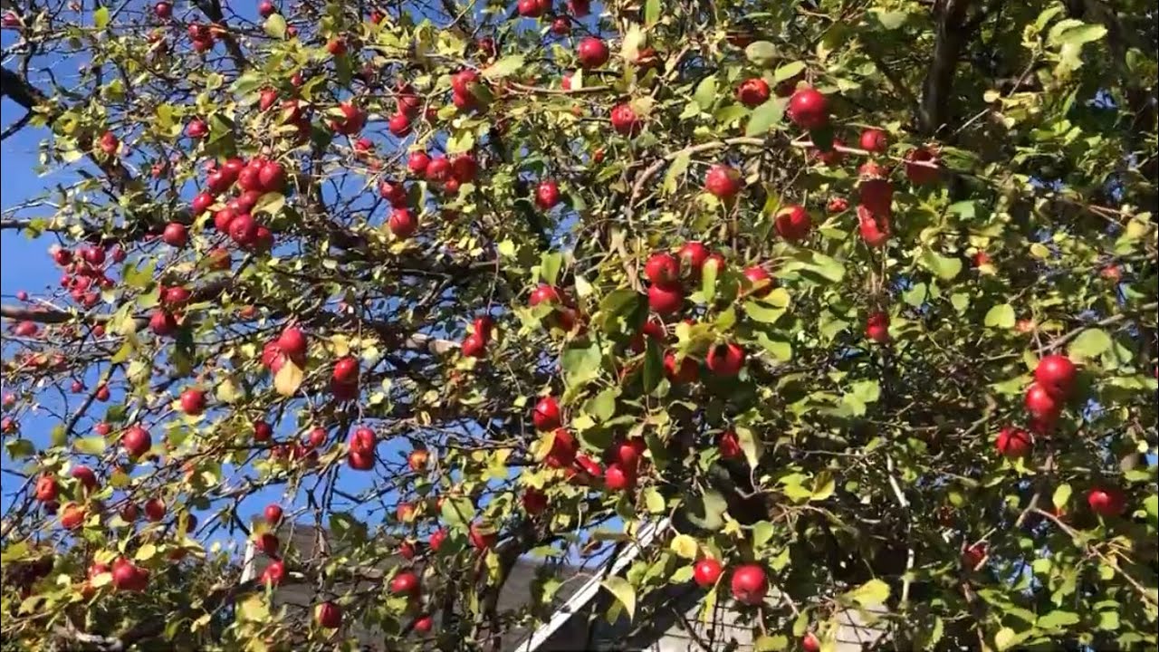Сбор яблок 🍎