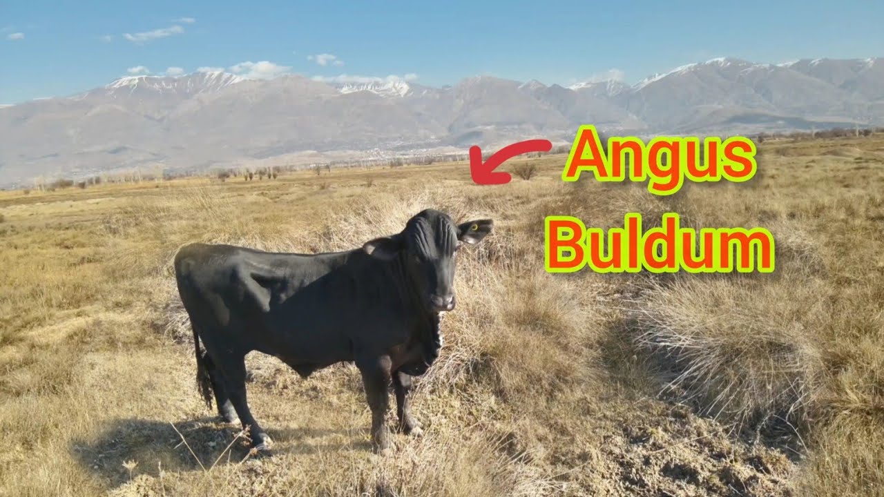 ANGUS YAKALAMA OPERASYONU BAŞLADI ~AZ KALSIN ADAMA VURACAKTI ~AKSİYON FİLMLERİNİ ARATMAYAN ANLAR 