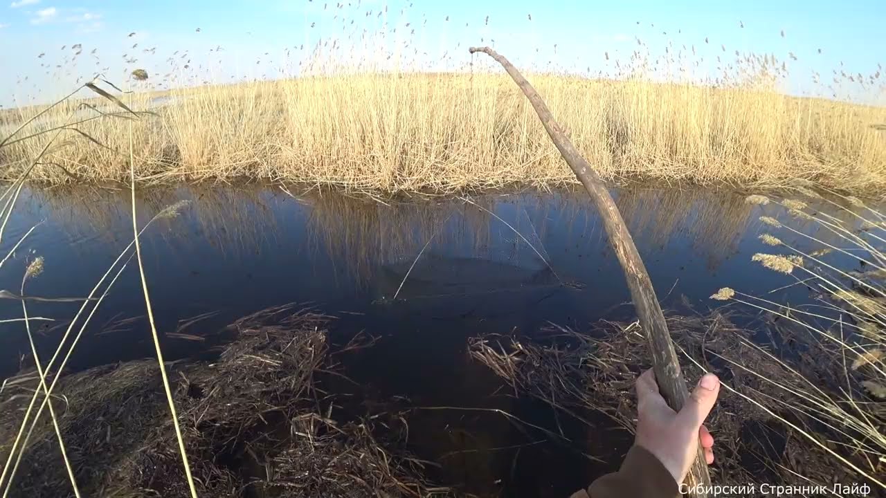 Поехали за уткой , а нашли лужи и ручей полные рыбы.