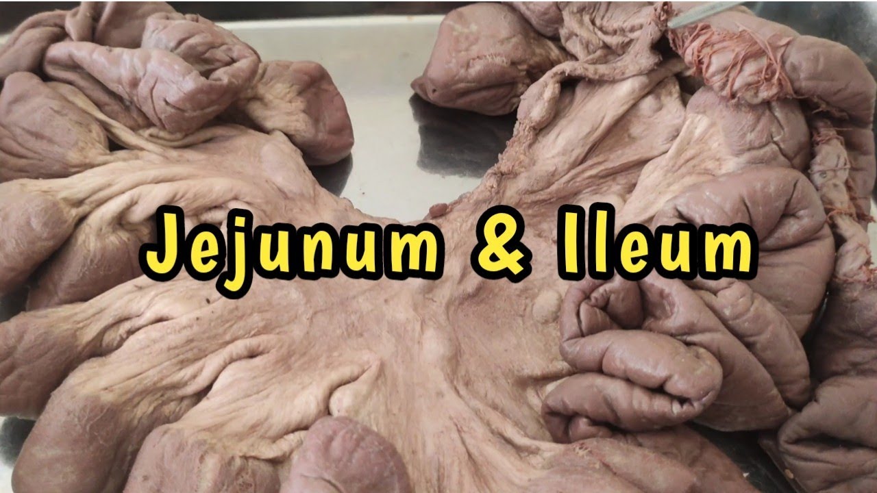 Small Intestine | Jejunum & Ileum | Anatomy | Bangla
