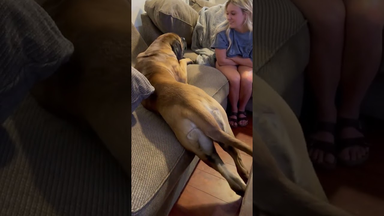 When a GIANT Puppy sits on a normally-sized couch! #dog #dogs #cutedog
