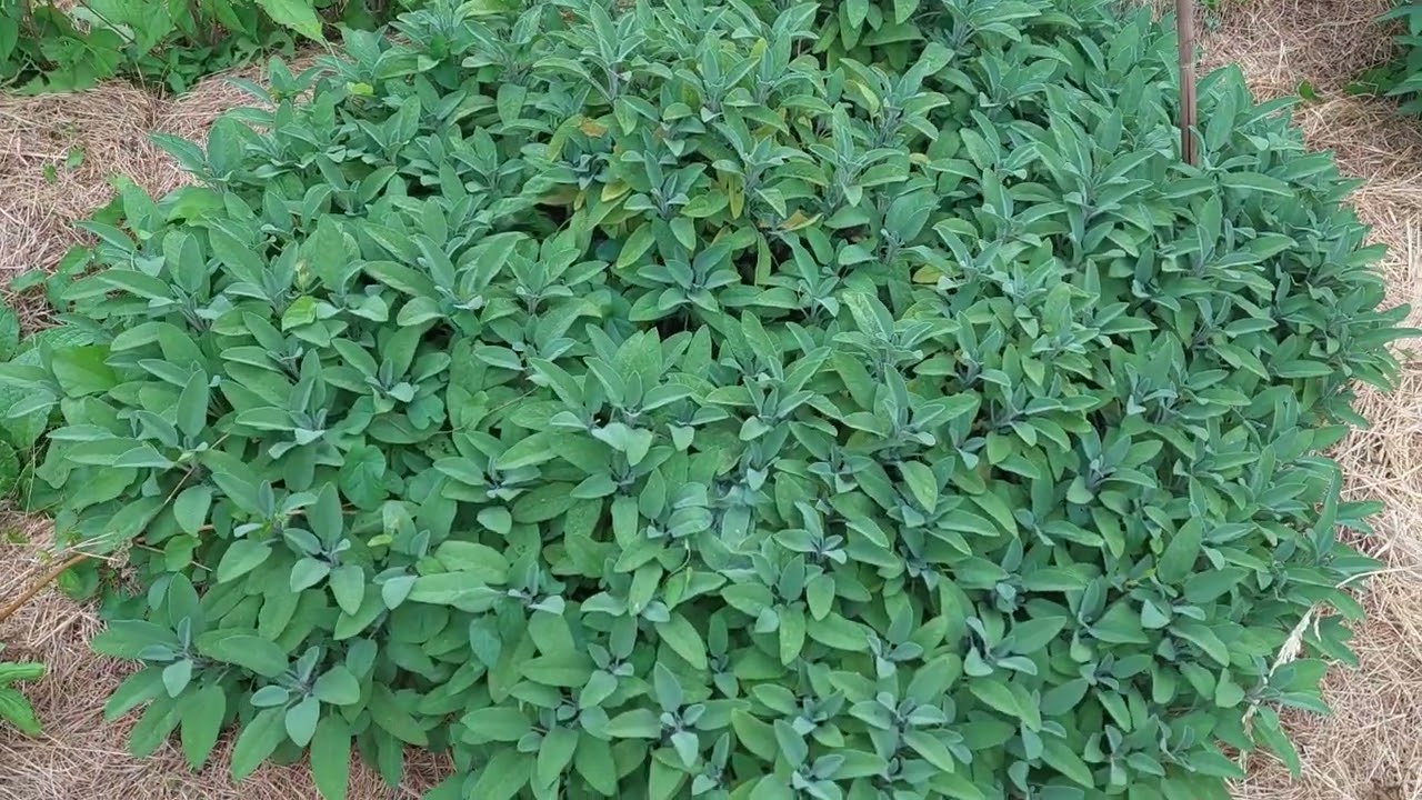 Deep hay mulching UK, end od June 2023