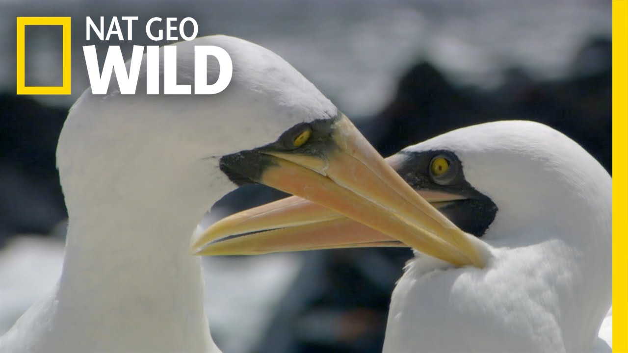 Nazca Booby Siblicide | Deadly Instincts