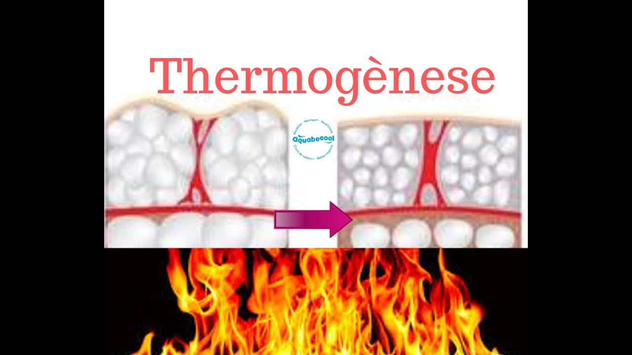 thermogenese aquabecool