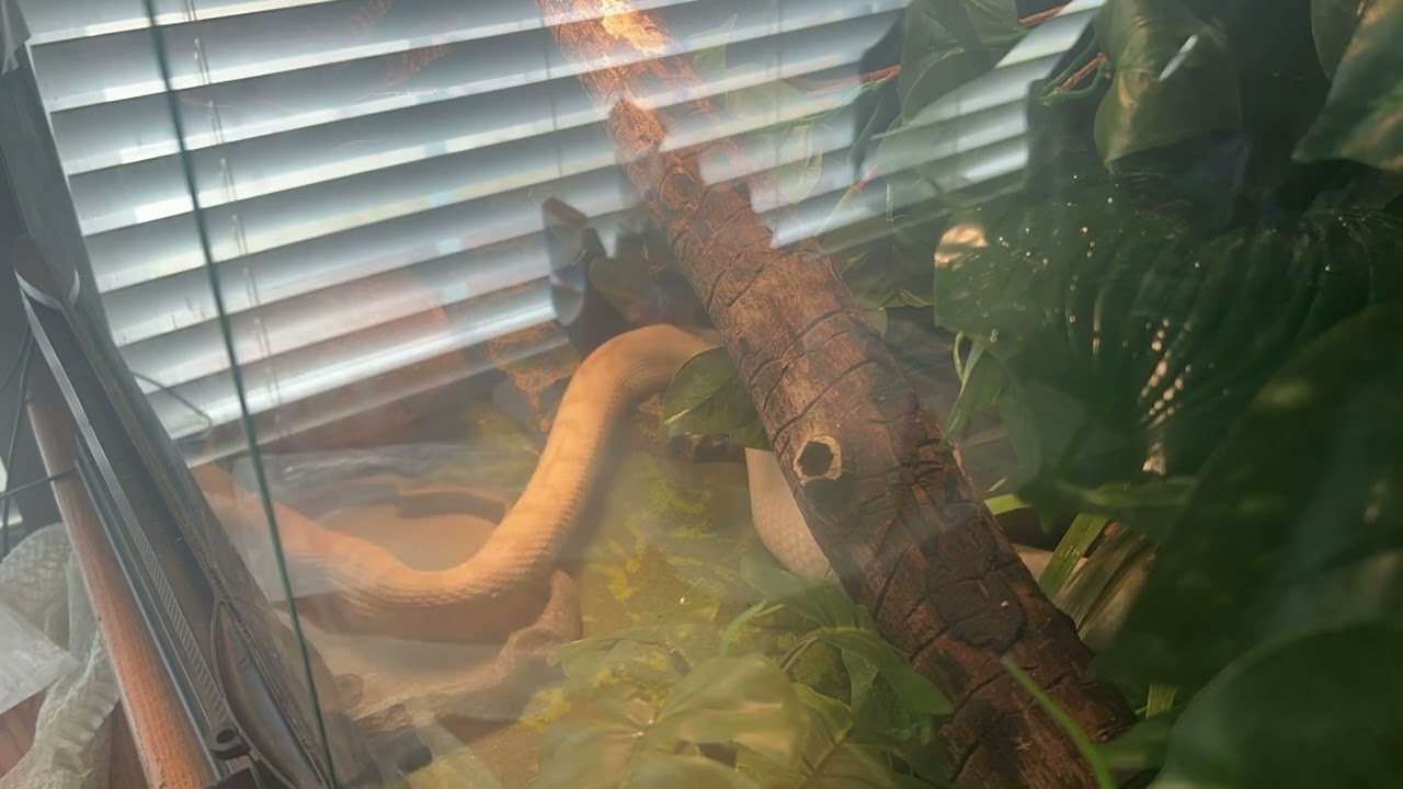 My Corn Snake Feeding Timelapse