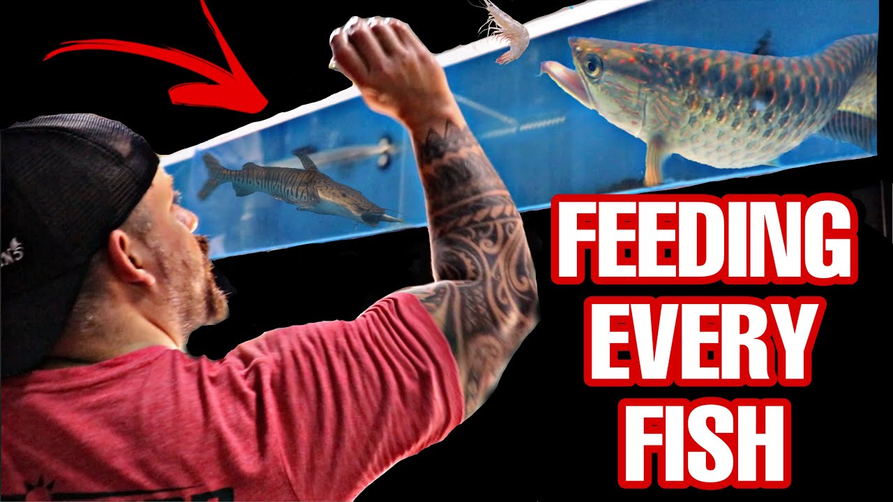 FEEDING every FISH in our STORE!!! ALL FISH have to EAT!