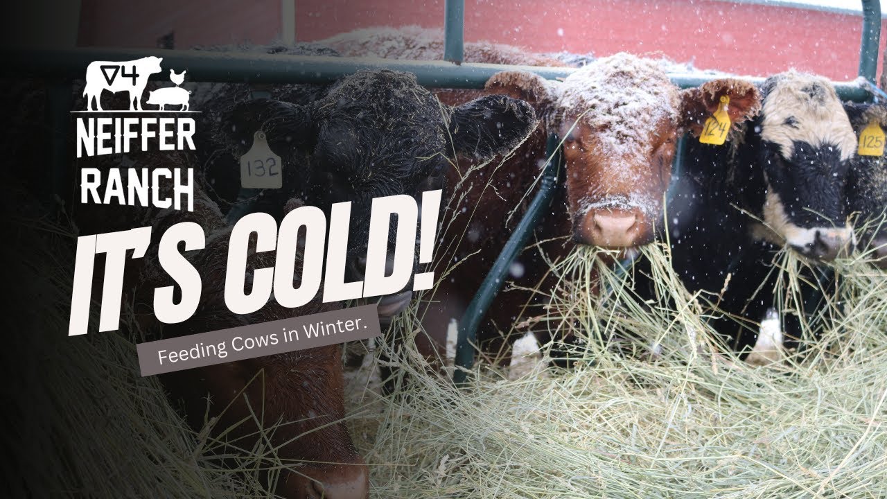 It's Cold! January 2024 Neiffer Ranch