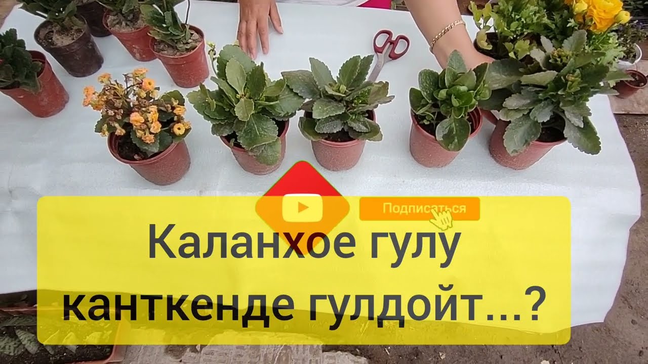 Каланхое гулу канткенде гулдойт...?