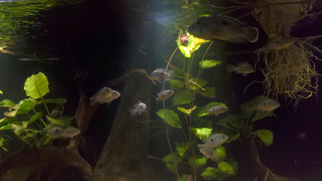 Aequidens rivulatus