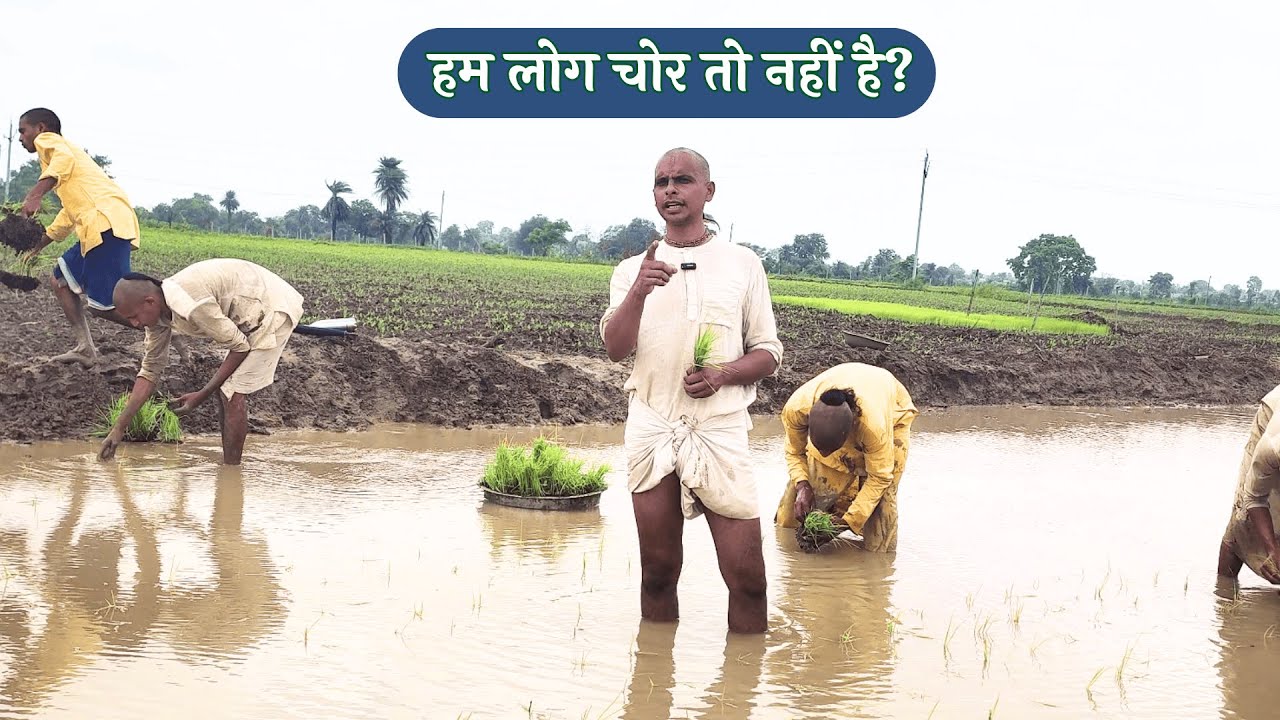 Natural Farming - हम लोग कही चोर तो नहीं है ? भक्तों द्वारा धान की खेती | Prakratik Kheti