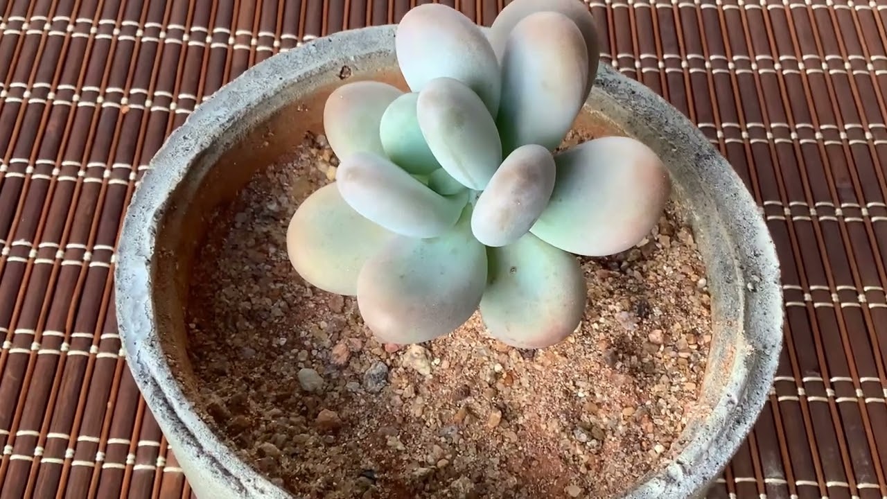 || WHY IS MOONSTONE DROPPING LEAVES ? || PACHYPHYTUM OVIFERUM ||