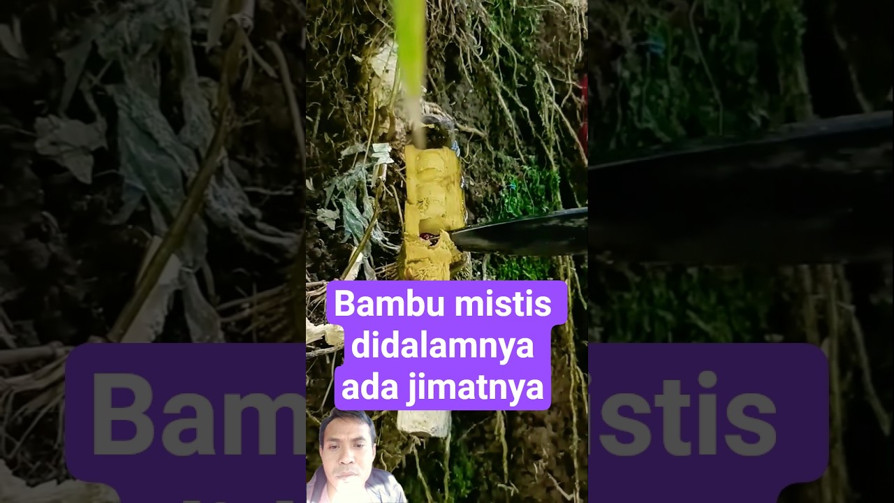 bambu mistis didalamnya ada pusaknya #feedshorts #mistis #shortvideo #pusaka #merahdelima
