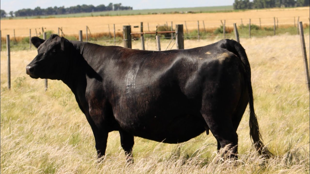 La Enfermera, madre del Coloso, el toro pastoril Black Angus más completo de toda Europa.