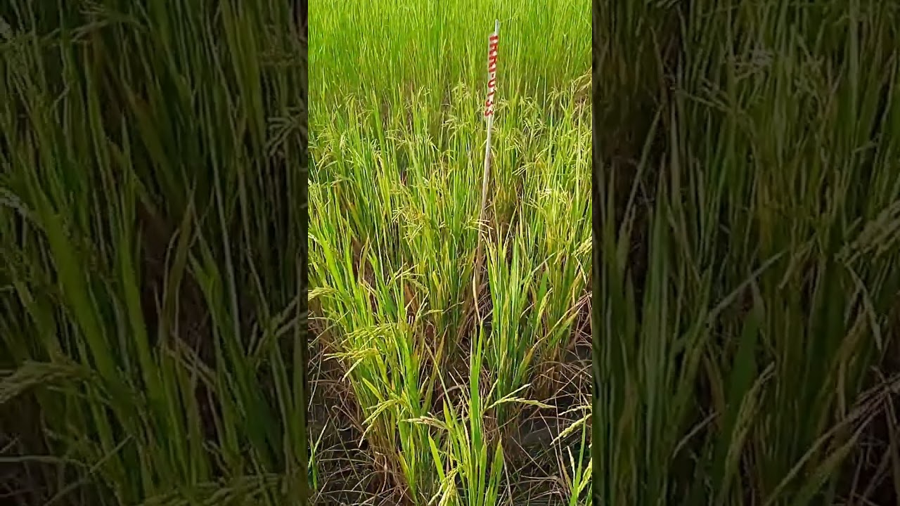 #irrigation #irri #sundarban #sustainability #2022 