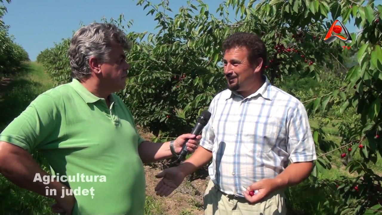 AGRICULTURA IN JUDET    STAUINI, CIRESE 14.062015