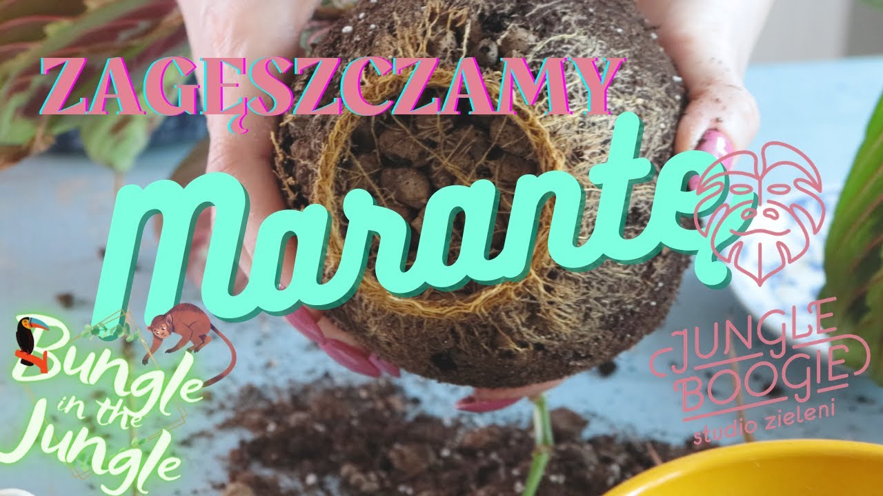 Zagęszczam swoją Marantę czyli początek nowej serii filmów z cyklu 