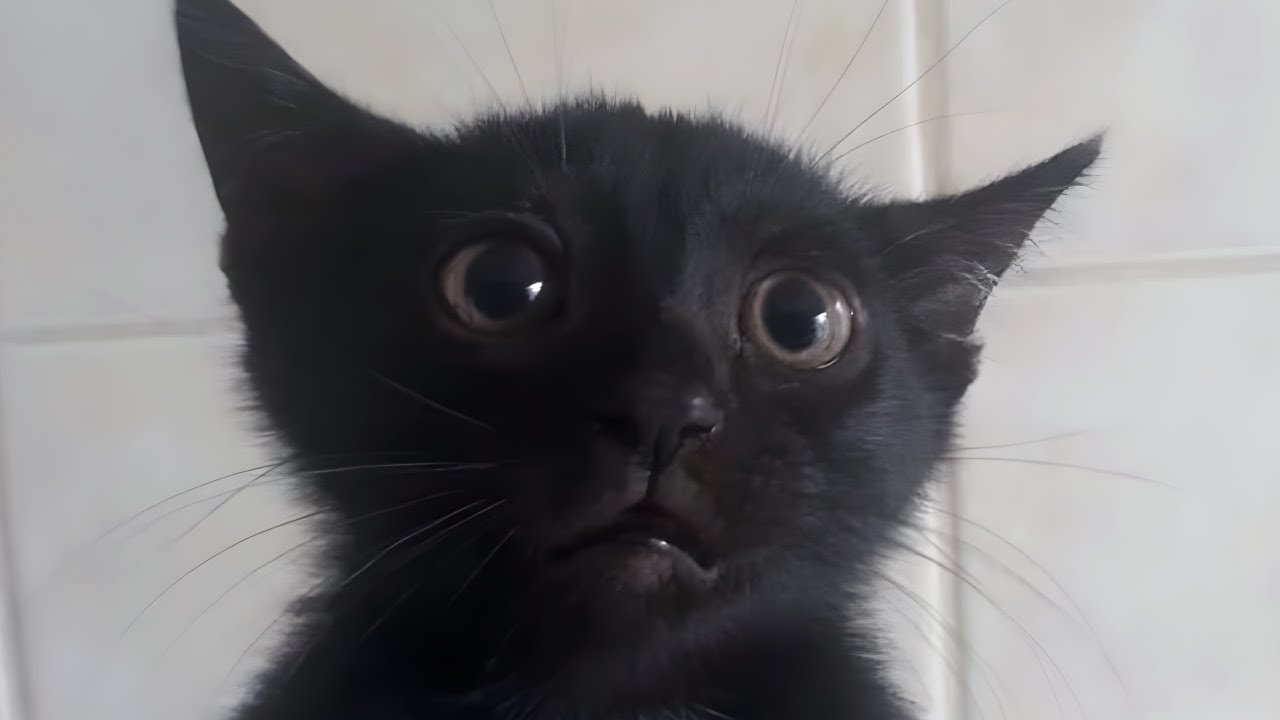 Cats Being Goofy