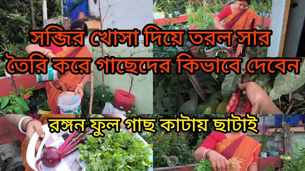 সব্জির খোসা দিয়ে তরল সার তৈরি করে গাছেদের কিভাবে দেবেন /রঙ্গন ফুল গাছ কাটায় ছাটাই #gardening 