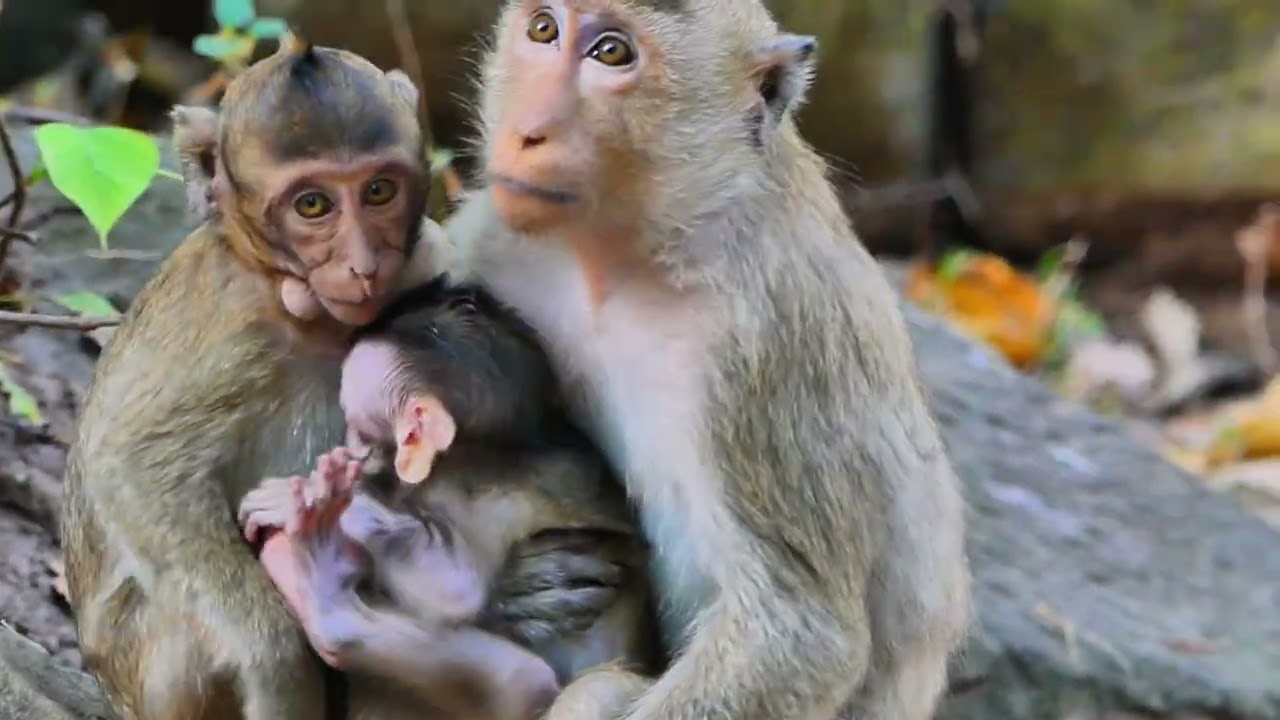 Brita young monkey was take baby out from go to every where