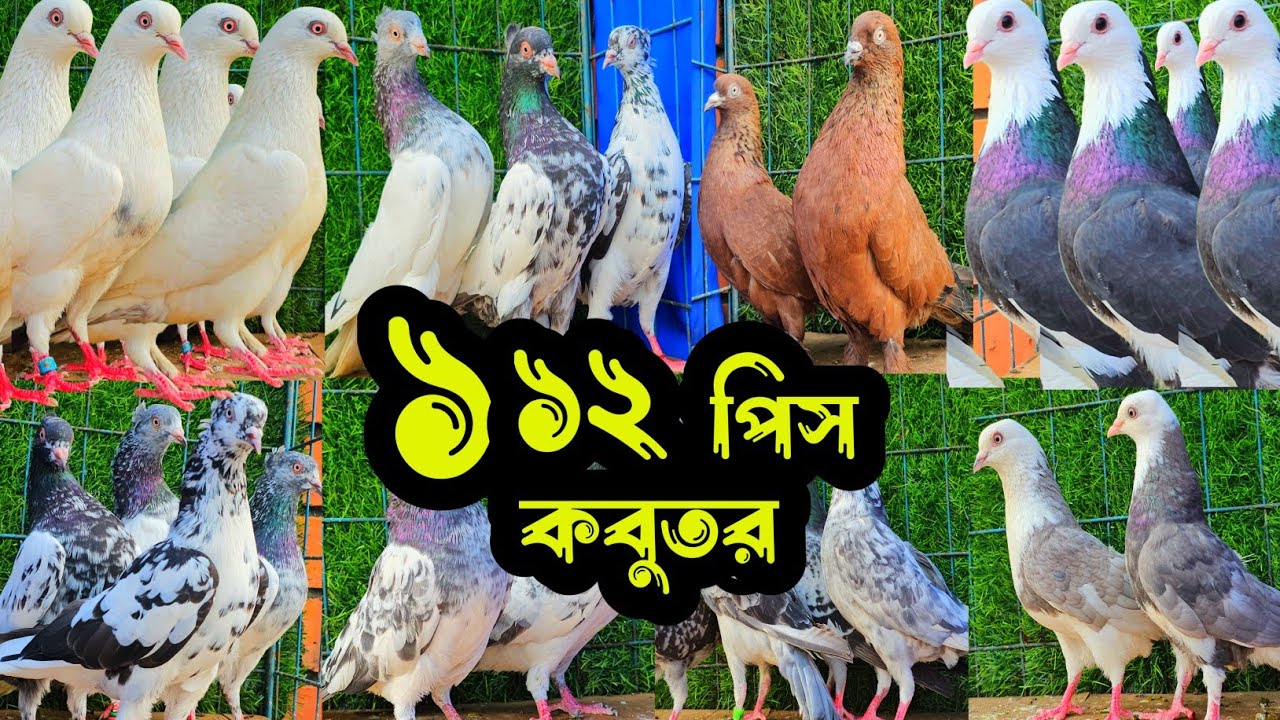 সবচেয়ে কমদামে ১১২ পিস পাল্লা করা হাইফ্লায়ার গিরিবাজ কবুতর কিনুন | খামারিদের কথা | Pigeon video |