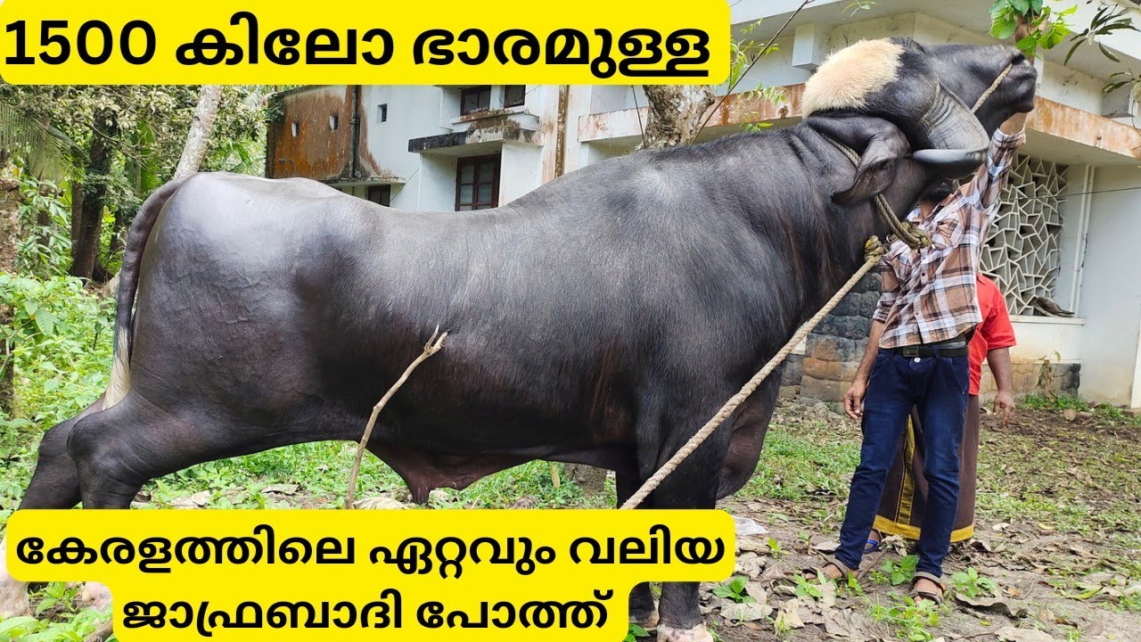 പത്തു ലക്ഷം പറഞ്ഞിട്ടും 1500 കിലോയുള്ള ഈ പോത്തിനെ കൊടുത്തില്ല|Biggest Buffalo|Jafrabadhi Buffalo