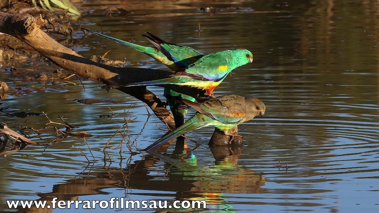 Mulga Parrot
