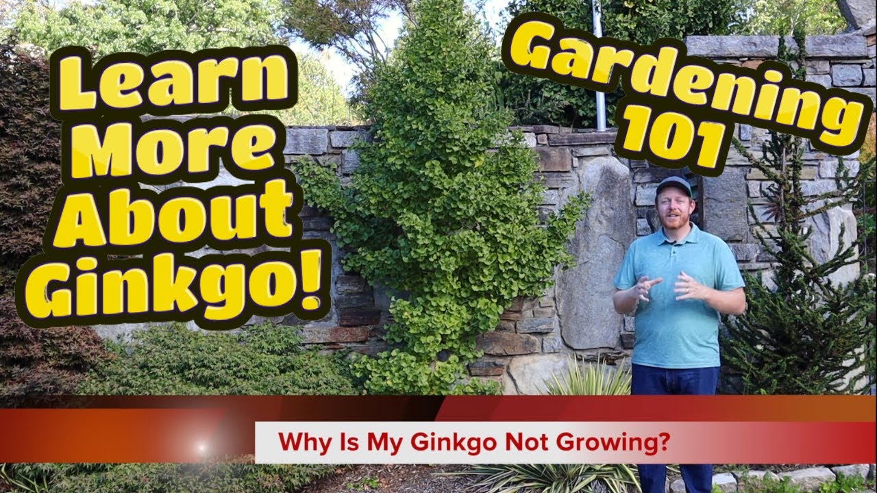 Why Isn't My Ginkgo Tree Growing? | Gardening 101 | Ginkgo biloba