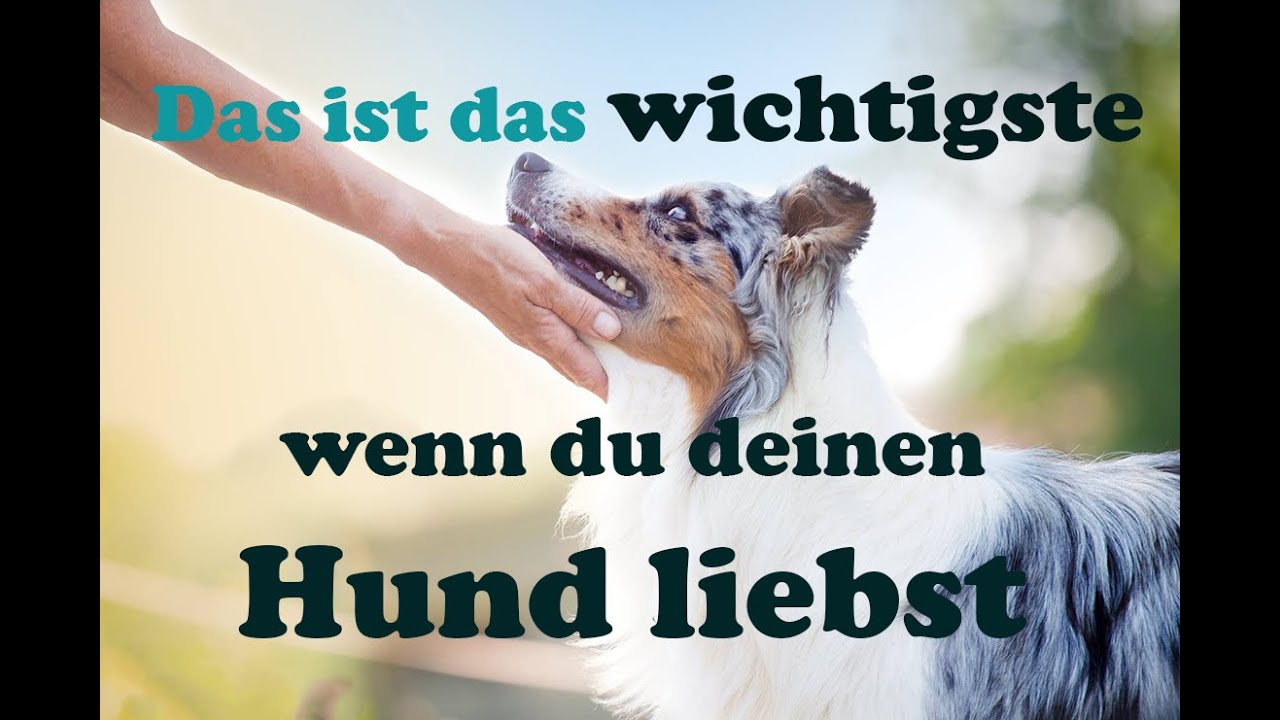 Verstand -versus- Intuition, im Zusammenleben mit deinem Hund!