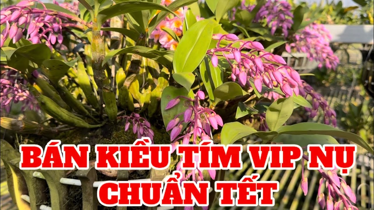 Bán Lan kiều tím, kiều trắng nụ chuẩn Tết-0834608769-LAN RỪNG LÂM ĐỒNG@lanrunglamdong 