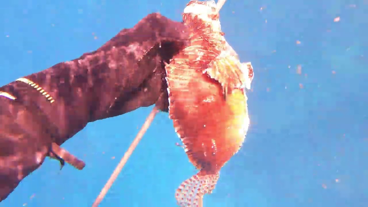 Chasse sous marine au poisson lion !  (Martinique, Caraïbes)
