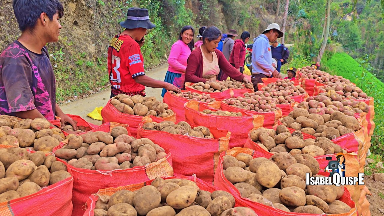 Así COSECHAMOS PAPA en los Andes de Huancavelica Perú 🇵🇪 | Isabel Quispe