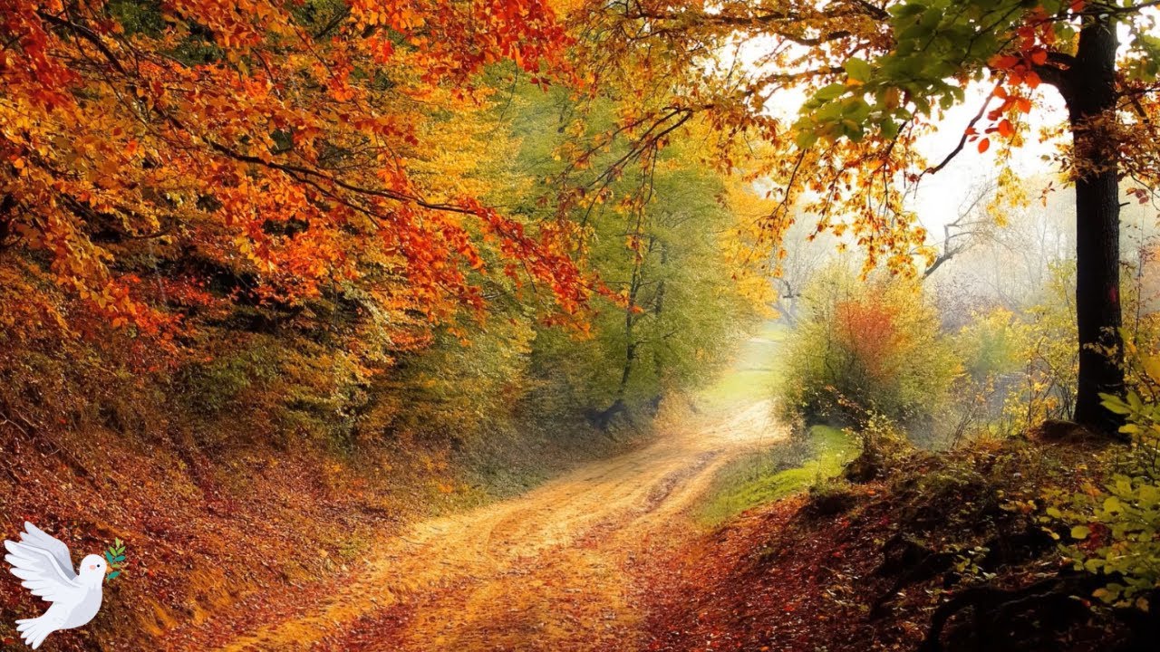 🌲🍂 Peaceful Rain Sounds in a Autumn Forest | Perfect for Sleep & Stress Relief 🌧️✨