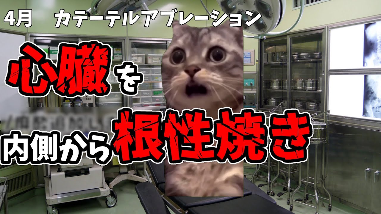 自分の心臓を物理的に焼いた話【猫ミーム】#猫ミーム #猫マニ