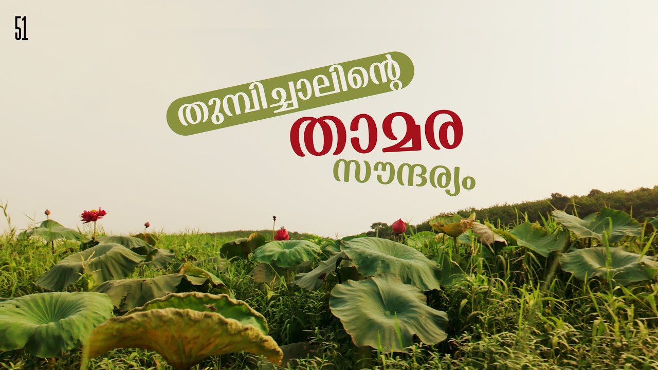 ചെന്താമരകൾ വിരിഞ്ഞ തുമ്പിച്ചാലിന്റെ സൗന്ദര്യം