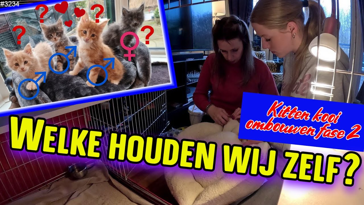 Gaat het ons LUKKEN om een GROEPSFOTO van de KITTENS te maken? Verder met spullen UITPAKKEN #3234