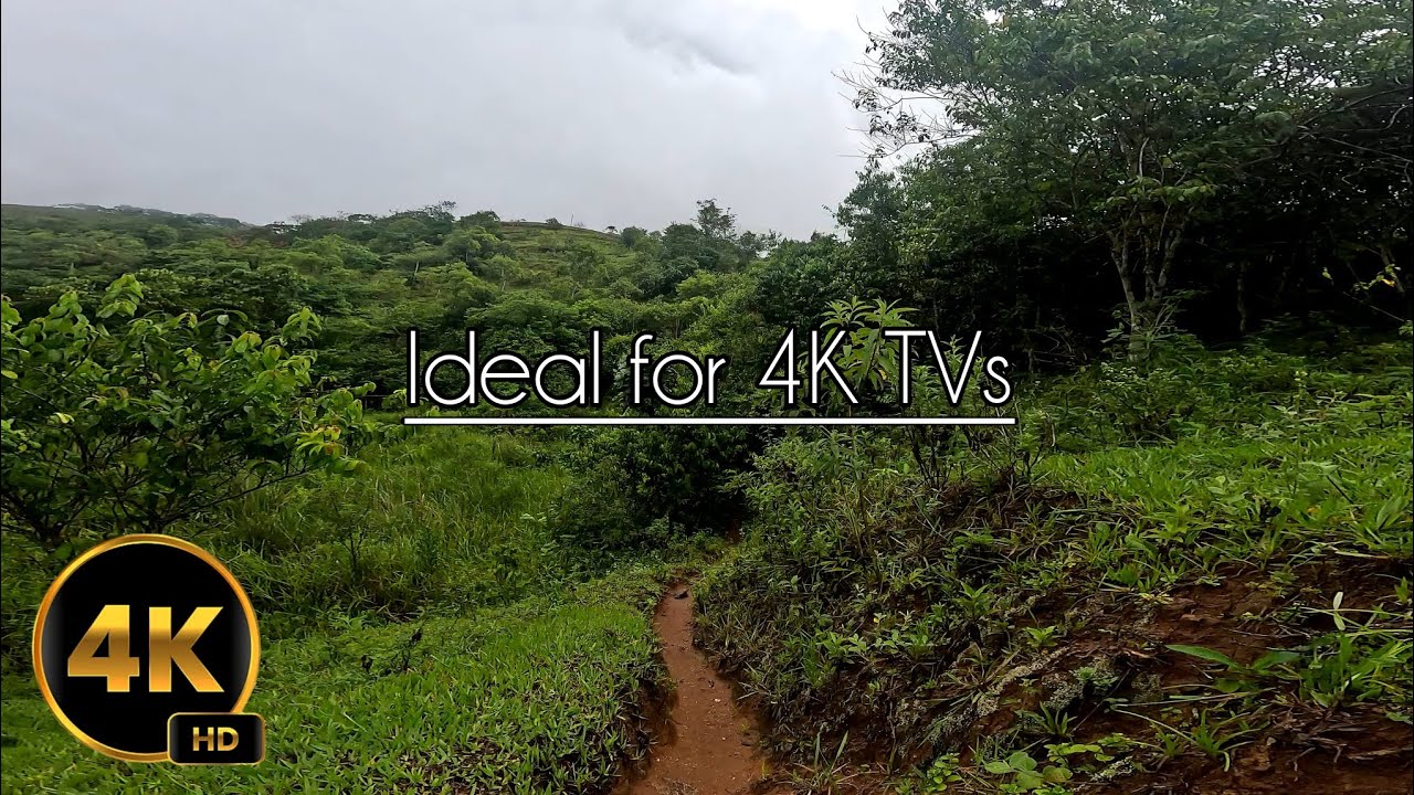 Forest walk with nature sounds 4k