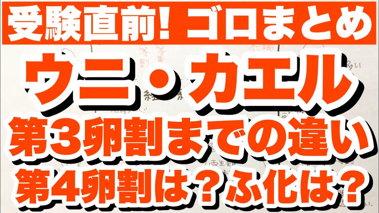 【卵割の方向も要暗記！】ウニとカエルの卵割の違いの覚え方　ふ化の時期の語呂合わせ　動物の発生　ゴロ生物