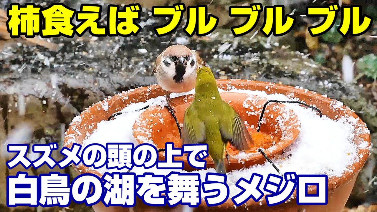 植木鉢でバードフィーダー（野鳥の餌台）カキ編2～メジロ/ヒヨドリ/スズメ