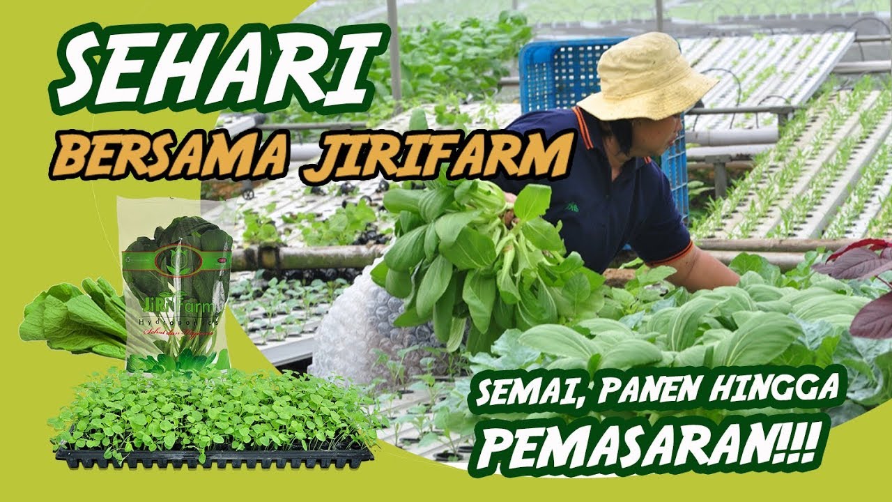 WOW.. Tips dari semai , panen HINGGA JUAL SAYURAN!! #bisnis #hidroponik #aquaponic #aquaponik