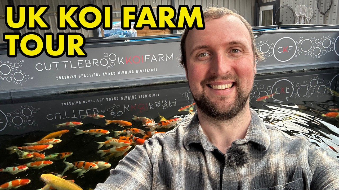 За кулисами британской фермы по разведению карпов кои.