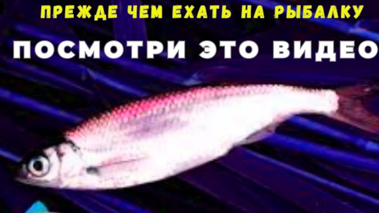 Как ловить весной УКЛЕЙКУ вёдрами советы начинающим
