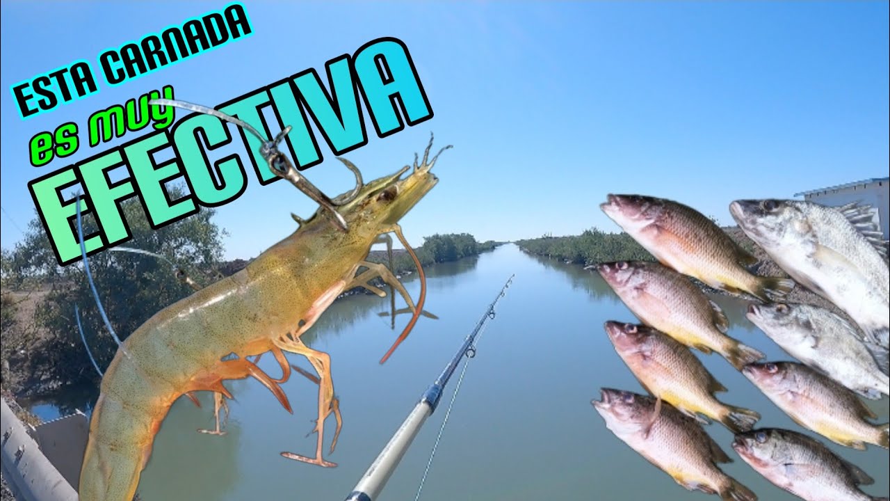 Pesca con camarón🦐 vivo/nos dio buenas capturas