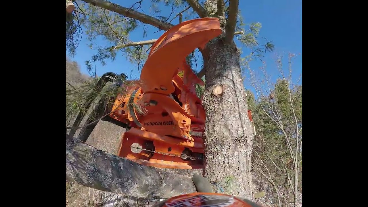 Taking Top Sections out of a Tall Pine!
