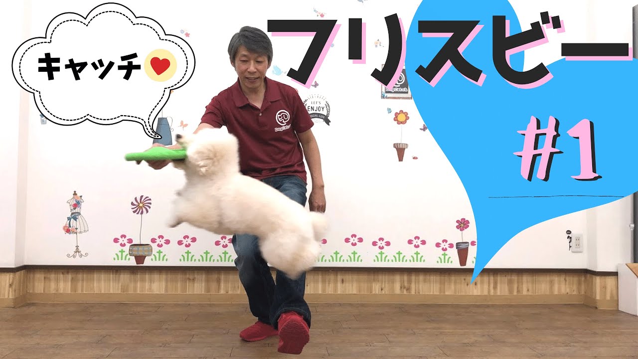 【犬と遊ぶ】フリスビーキャッチを教えよう！#1 第1回目はフリスビーに慣れさせる！