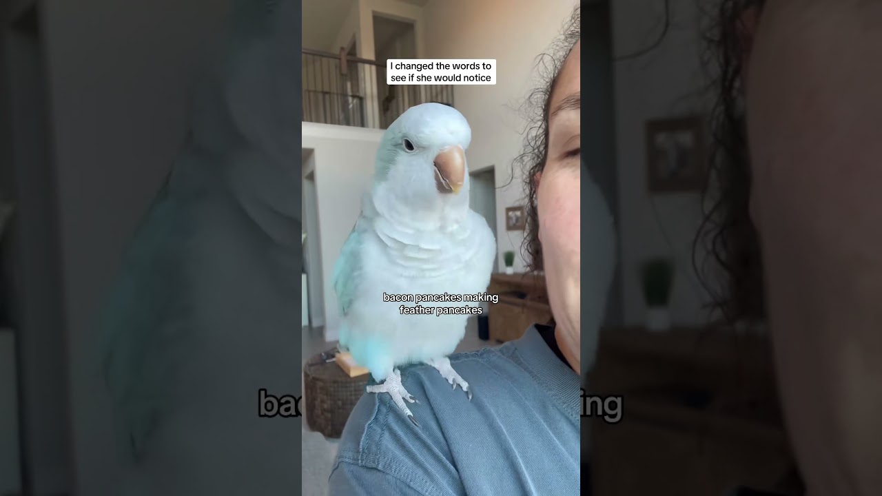 She immediately knew 😂 #quakerparrot #birds #parrot #rescue #baconpancakes