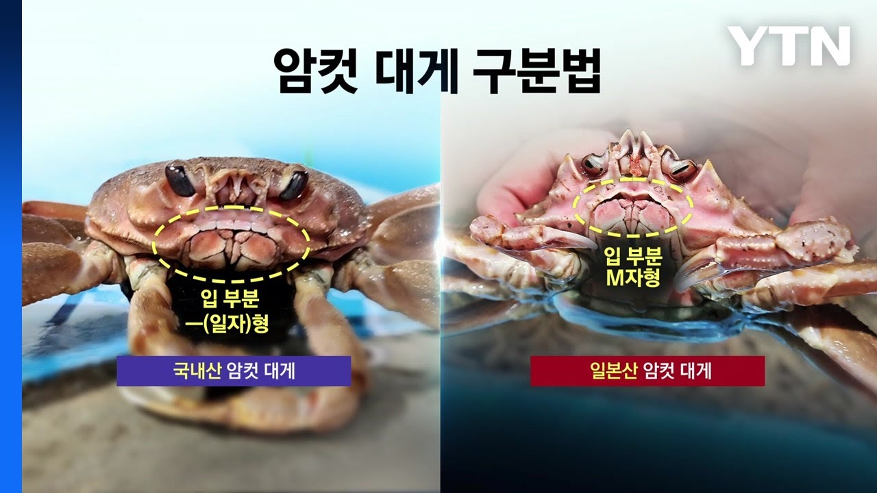 '국가가 금지한 맛?' 일본산 둔갑한 대게...입 모양으로 구분하세요 [앵커리포트] / YTN