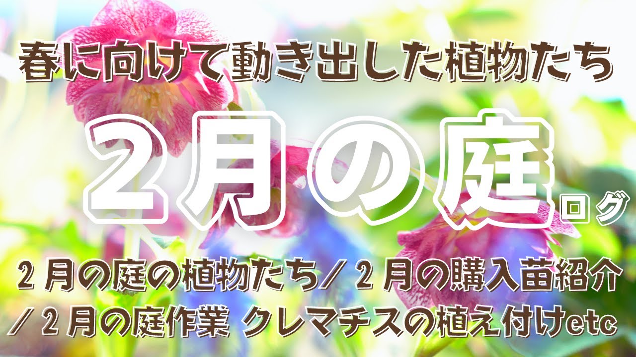【真冬のガーデニング】〜２月の庭ログ〜｜春に向けて動き出した庭の植物｜２月の購入苗紹介｜２月の庭作業｜クレマチスの植え付け ふるさと納税苔紹介など