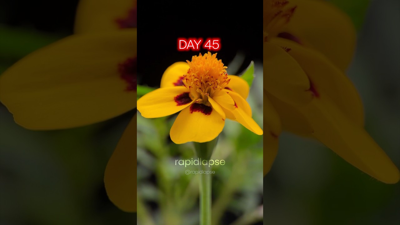 Epic Marigold 🌼 Timelapse - Seed to Bloom in 45 Days!