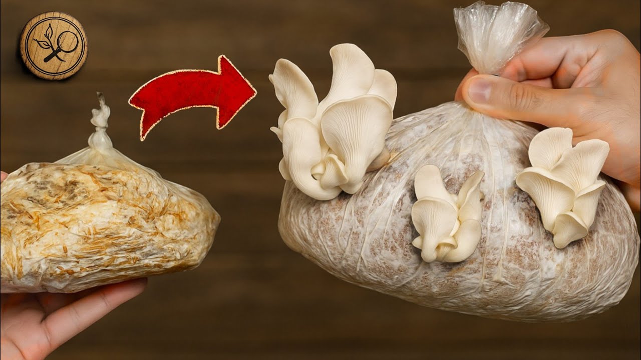 🍄 Как вырастить съедобные грибы, если их производство упало